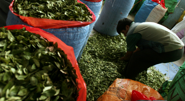 LA COCA O LA PAZ. El dilema de los campesinos de Colombia y las negociaciones entre el gobierno y la guerrilla en Cuba