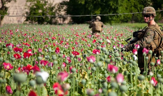GUATEMALA HACIA LA DESPENALIZACIÓN DE LA MARIHUANA. Después de Uruguay, el país centroamericano también está considerando este camino. Producción regulada con fines farmacéuticos