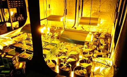 EXPOCANNABIS URUGUAY. El penetrante perfume de la marihuana en la primera exposición dedicada a la planta que acaba de ser legalizada en el país sudamericano