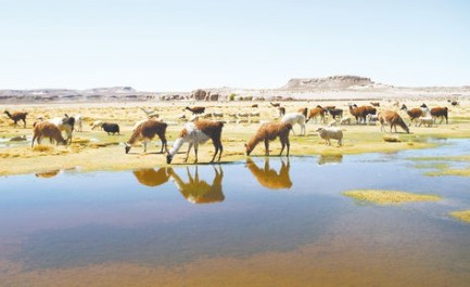 LLAMAS USADAS COMO “MULAS” PARA TRANSPORTAR DROGA. Los animales eran arriados del otro lado de la frontera chilena con cápsulas de droga en la panza