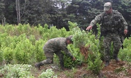 GUERRA PERDIDA. Aumenta la producción de cocaína en Colombia. Y el consumo en el mercado de América Latina