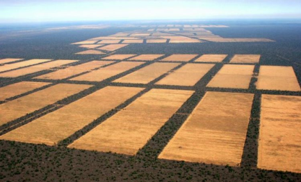 Campos ganados a la selva en el Gran Chaco, entre Argentina y Paraguay