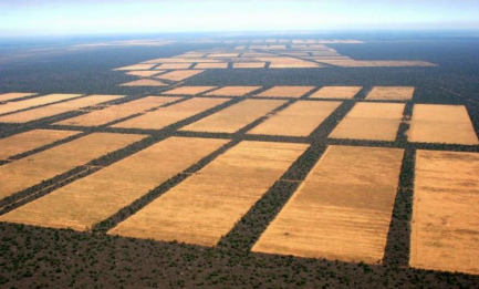 TOP TEN DE LA DEFORESTACIÓN. Tres países de América Latina en la lista que acaba de presentar la FAO: Brasil, Argentina y Paraguay