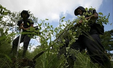 TIERRA A CAMBIO DE COCA. El nuevo plan del gobierno colombiano consiste en ceder tierras a los campesinos que abandonan los “cultivos ilegales”