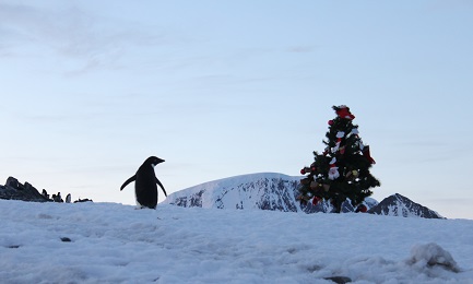 Pingüino navideño. Foto de Leonardo Proverbio