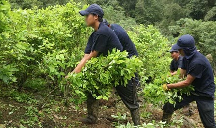 SANTA ALIANZA CONTRA LA DROGA. El gobierno de Colombia y las FARC sellan una alianza para la erradicación de los cultivos ilícitos