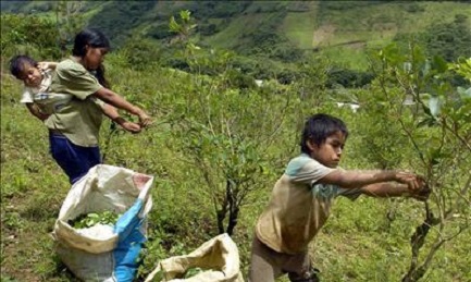 Familia de cocaleros trabajando