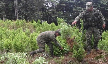 LAS GUERRAS DE COLOMBIA. Termina con las Farc pero todavía está lejos de ganarle a la coca. Los nuevos planes del gobierno para hacer retroceder la producción