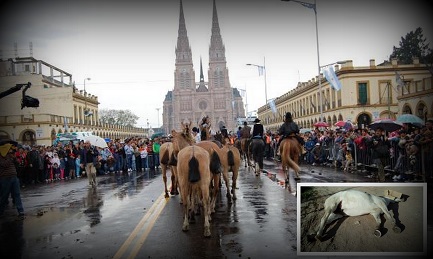 Cinco caballos muertos en las últimas peregrinaciones