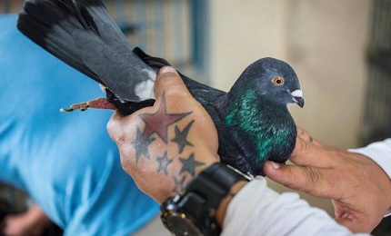 Un palomero con una paloma de su criadero (Desmond Boylan-AP)