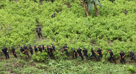 PLANTACIONES FUERA DE CONTROL. En Colombia la superficie cultivada de coca se ha cuadruplicado en los últimos tres años. El gobierno lanza un nuevo plan de erradicación