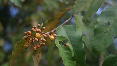 La Vismia Baccifera del Amazonas colombiano (Foto Franz Xaver)